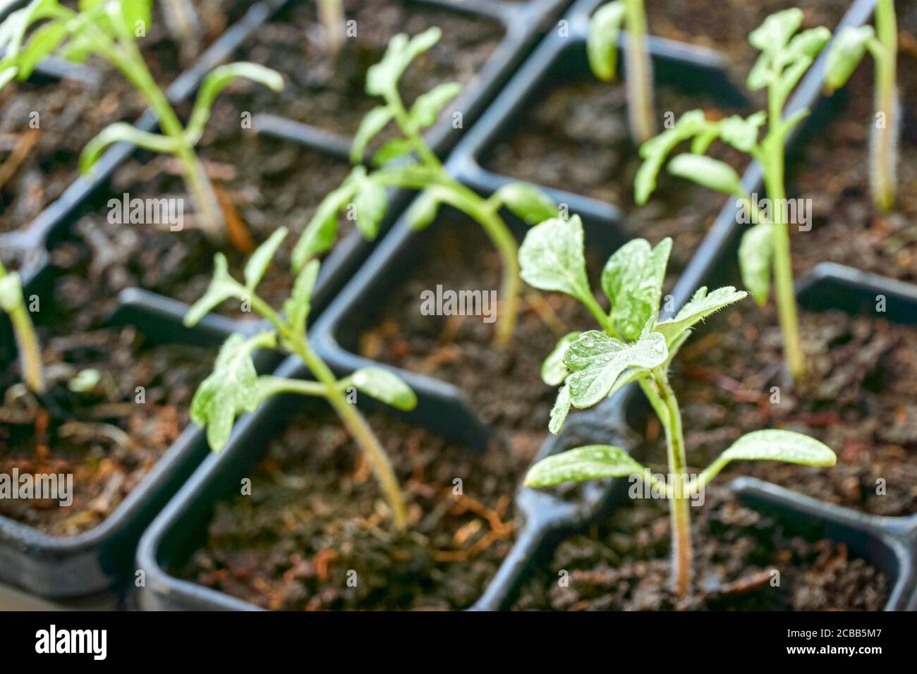 Gros plan de plants de tomate transplantés avec des gouttes d'eau dans un récipient en plastique noir. Concept de printemps de jardinage à la maison. Banque D'Images