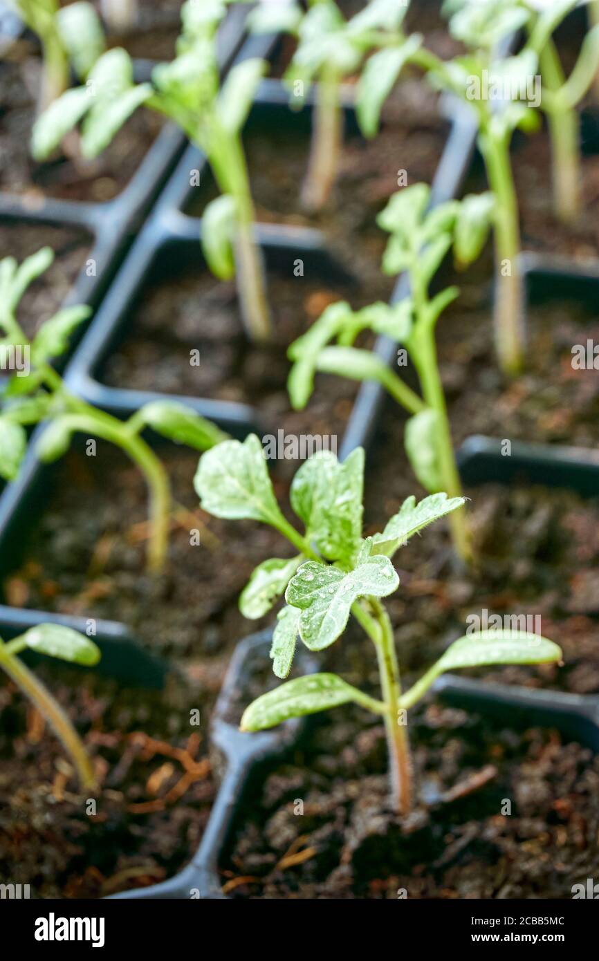 Gros plan de plants de tomate transplantés avec des gouttes d'eau dans un récipient en plastique noir. Concept de printemps de jardinage à la maison. Image verticale. Banque D'Images