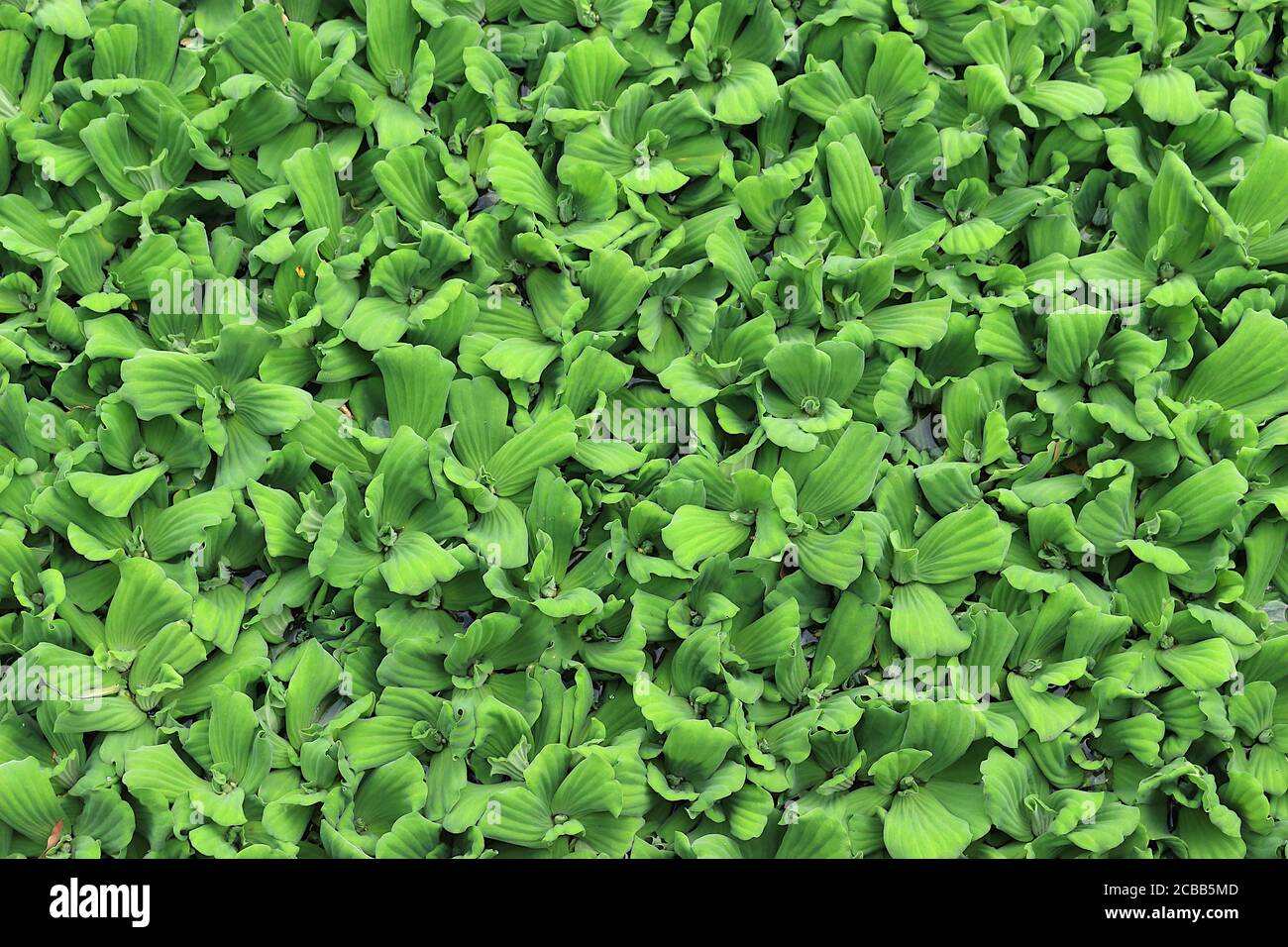 Beaucoup de jacinthe d'eau commune verte surpeuplée dans l'étang. Banque D'Images