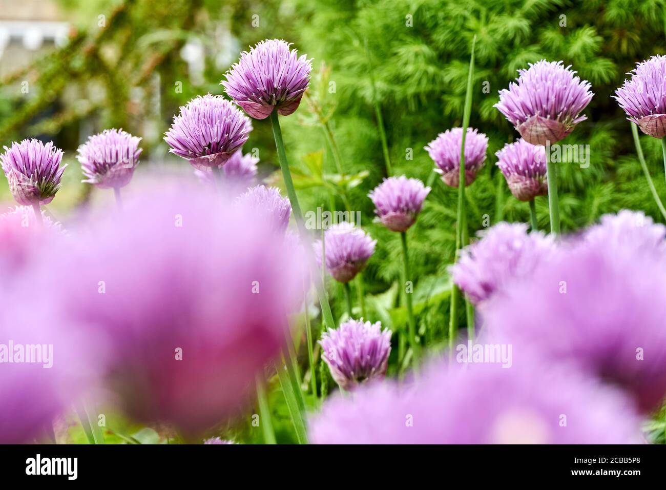 Ciboulette ou Allium schoenoprasum en fleur avec des fleurs violettes et des tiges vertes. La ciboulette est une herbe comestible à utiliser dans la cuisine. Banque D'Images