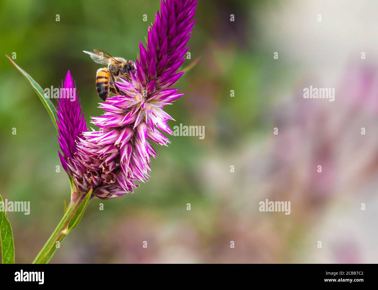 abeille survolant des fleurs tropicales colorées pourpres et pourpres Banque D'Images