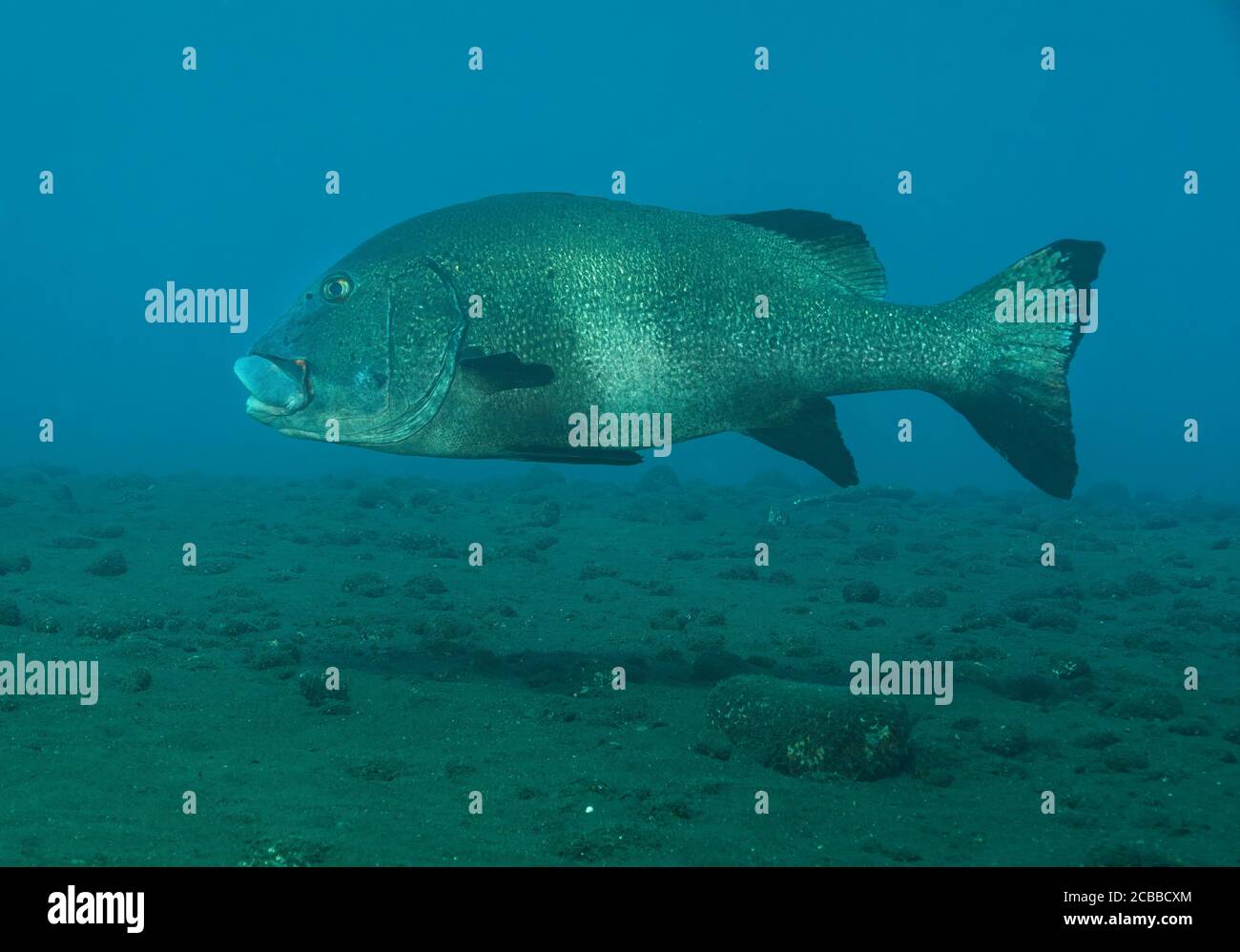 Mérou géant nageant sur un lit de mer sablonneux, Tulamben, Bali, indonésie Banque D'Images