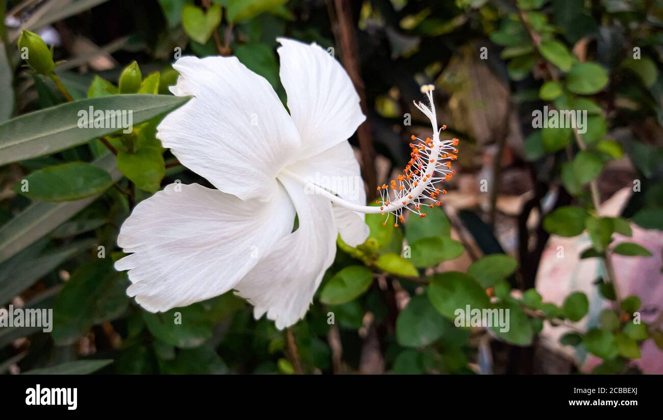 Hibiscus chinois blanc. Hibiscus fleur à beau dans la nature. Gros plan sur la fleur de rose de Chine Banque D'Images