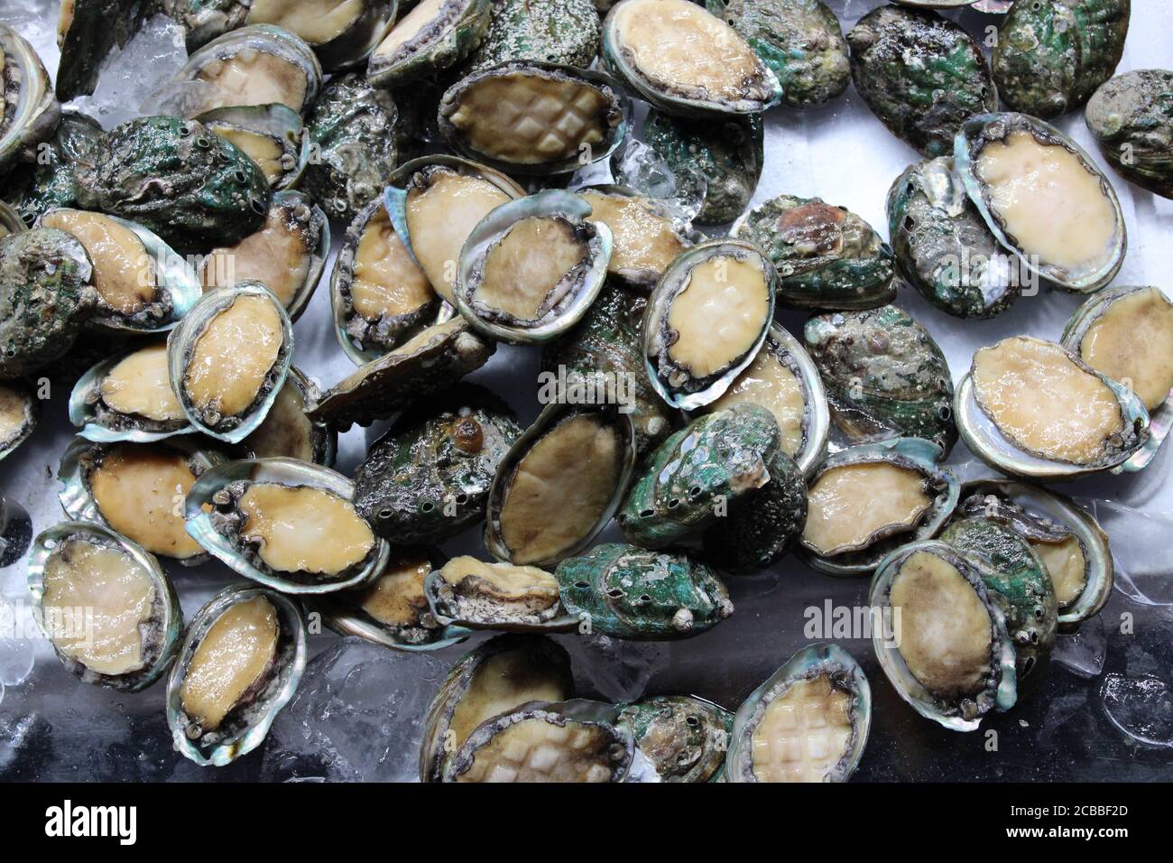 Abalones sur glace sur un marché asiatique de fruits de mer Banque D'Images