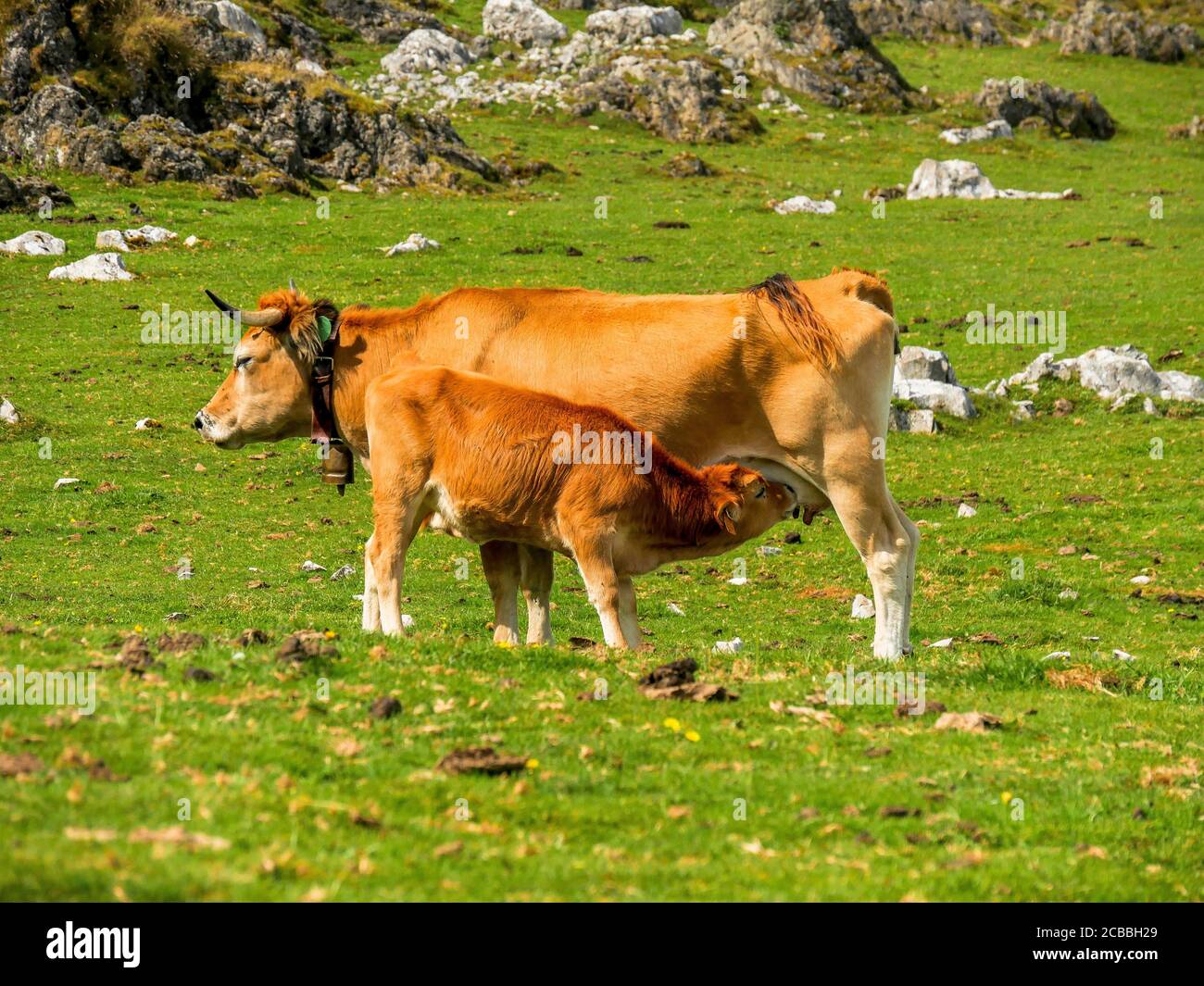 Tétée de veau dans la montagne - Picos de Europa (Asturies/ Espagne) Banque D'Images