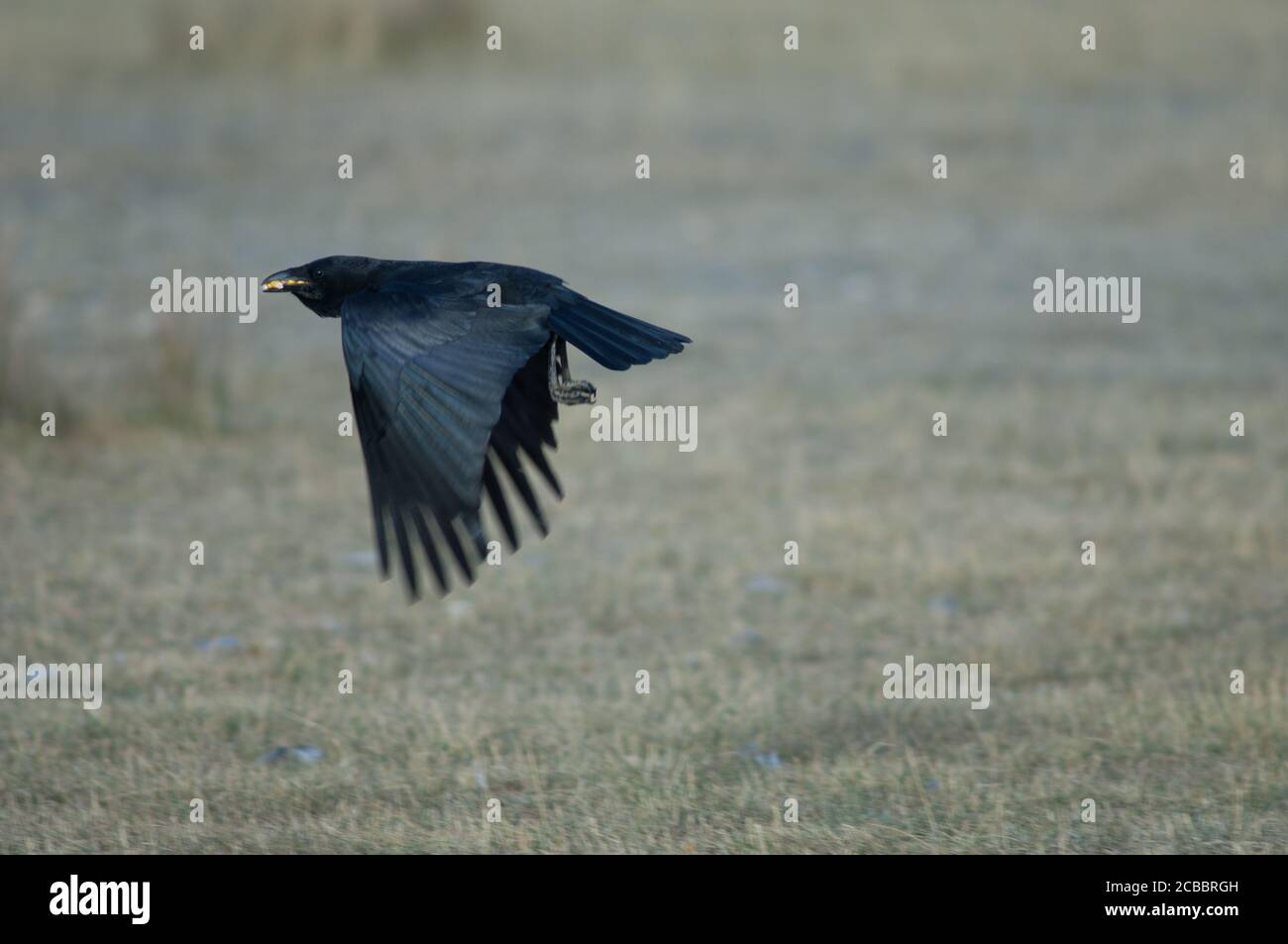 Corone de charrion Corvus prenant le vol avec des grains de maïs dans son bec. Réserve naturelle de Gallocanta Lagoon. Aragon. Espagne. Banque D'Images