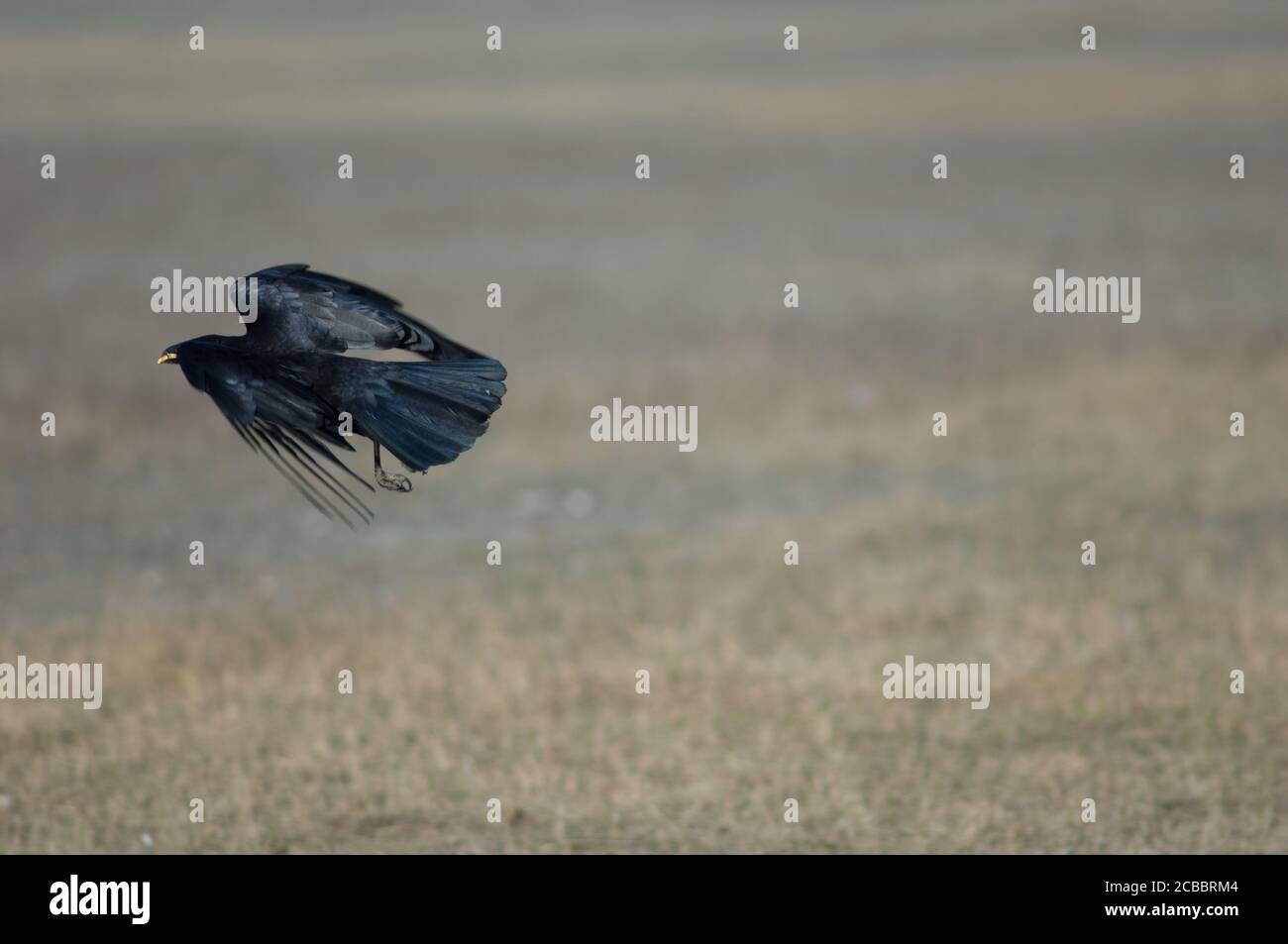 Corone de charrion Corvus prenant le vol avec des grains de maïs dans son bec. Réserve naturelle de Gallocanta Lagoon. Aragon. Espagne. Banque D'Images