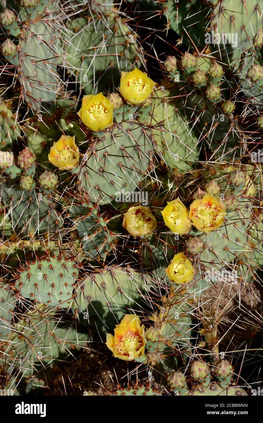 Un cactus à poire épineuse du Nouveau-Mexique (Opuntia phaeacantha) fleurit dans le désert du Sud-Ouest américain. Banque D'Images