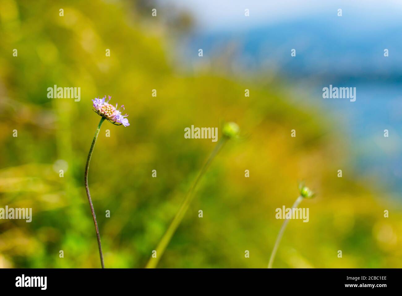 Concentrez-vous sur une petite gale pourpre. La fleur est vive, l'arrière-plan est flou avec le bokeh. En arrière-plan, vous pouvez voir la mer bleue. Banque D'Images