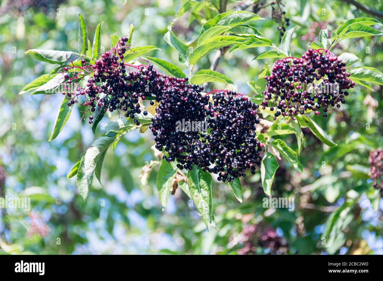 Baies d'orderberries bleu-noir Banque D'Images