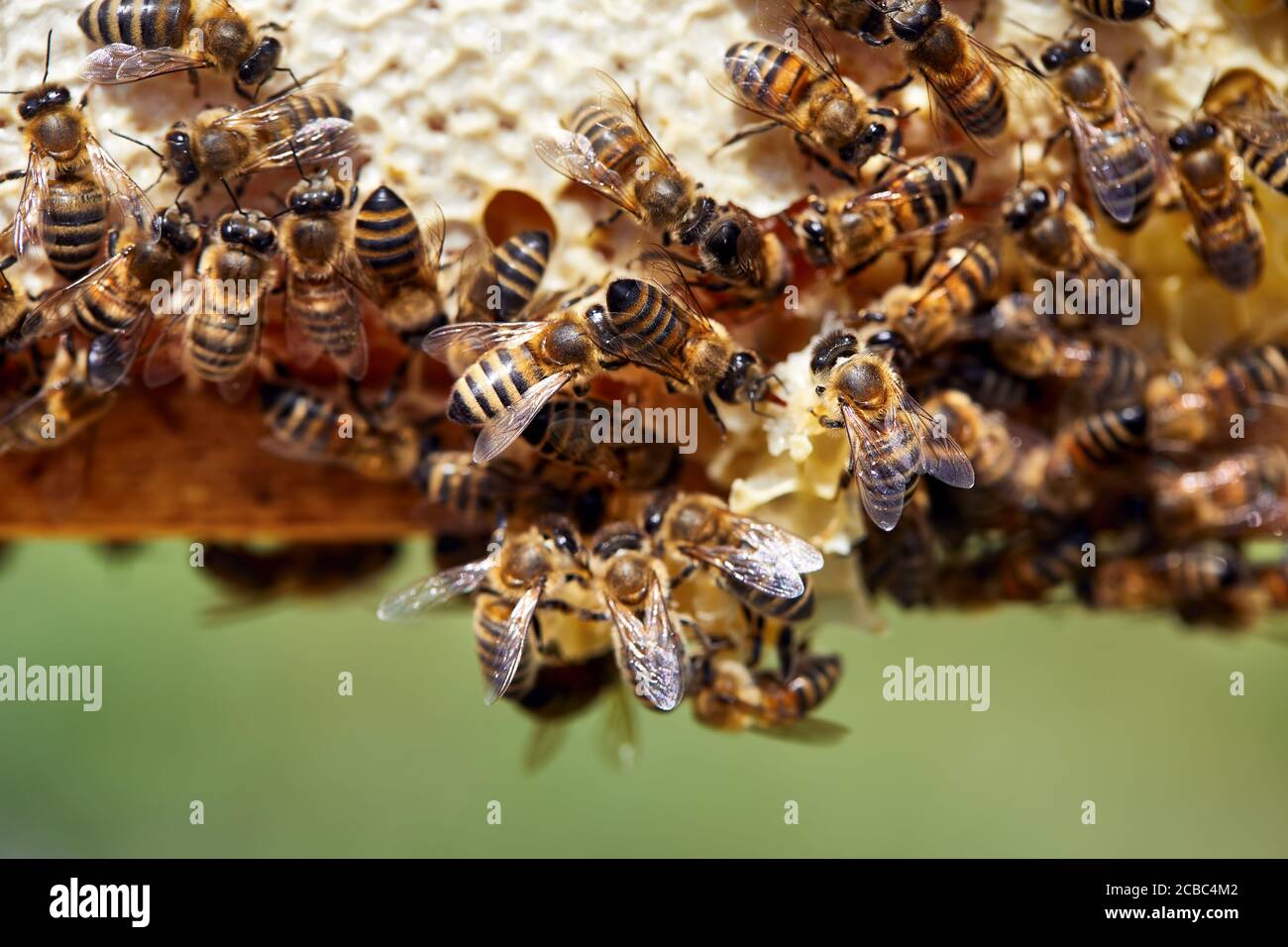 Gros plan des abeilles sur le cadre en nid d'abeille à l'apiaire dans les montagnes Banque D'Images