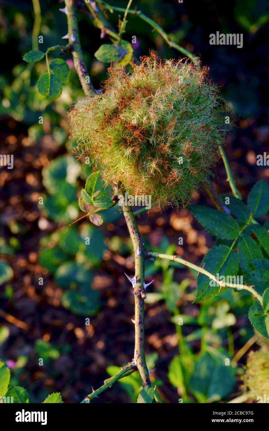 croissance du coussin de rose bedeguar ou robins pin sur la rose bush causé par la vésicule biliaire diplolepis rosae zala comté hongrie Banque D'Images