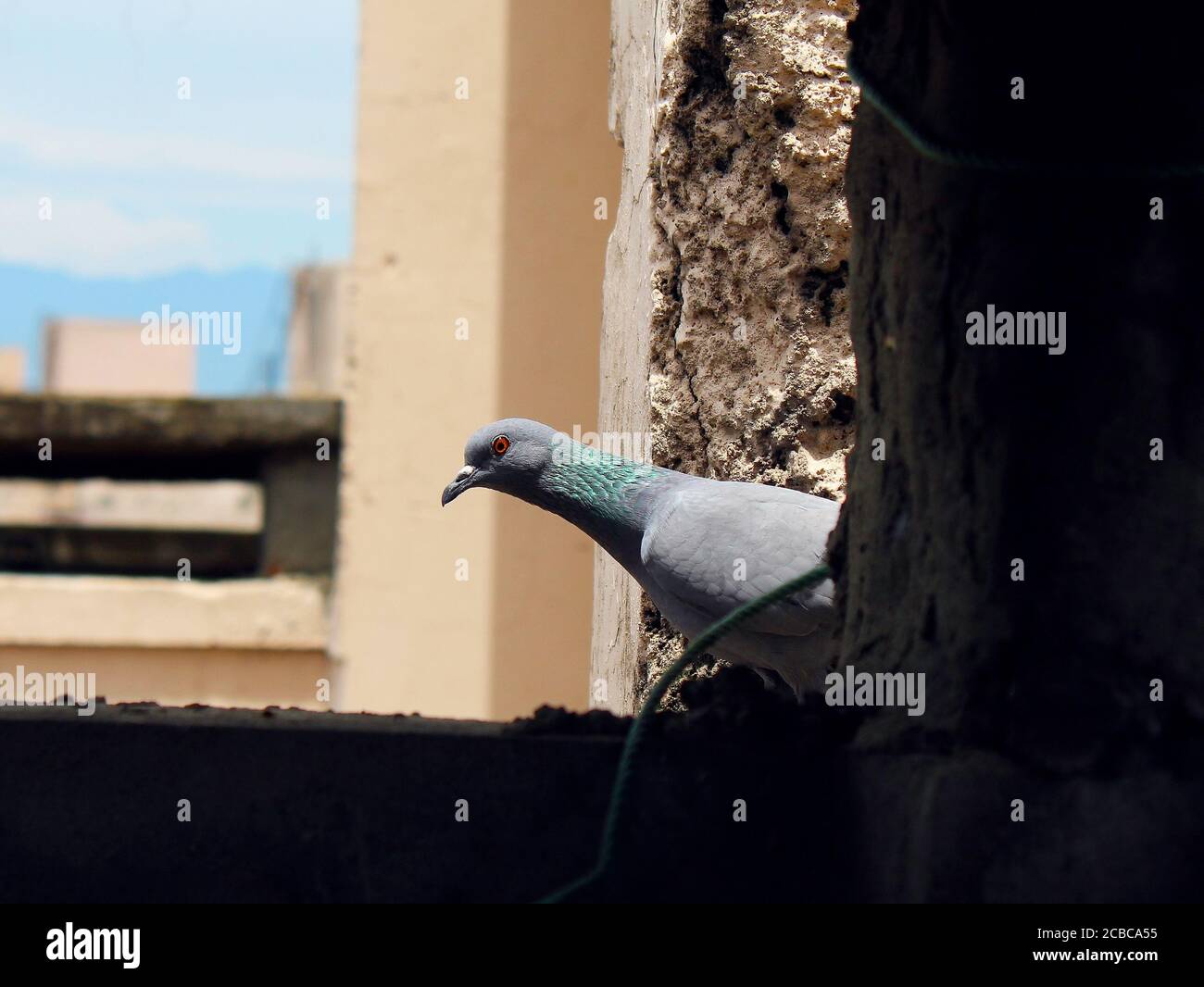 Pigeon regardant par la fenêtre Banque D'Images