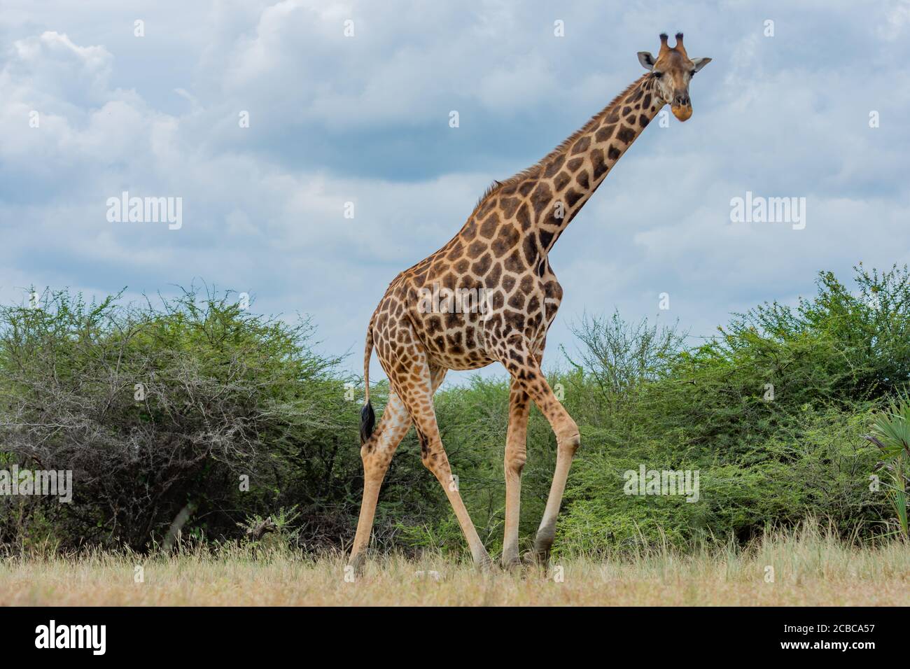 Une girafe africaine solo Banque D'Images