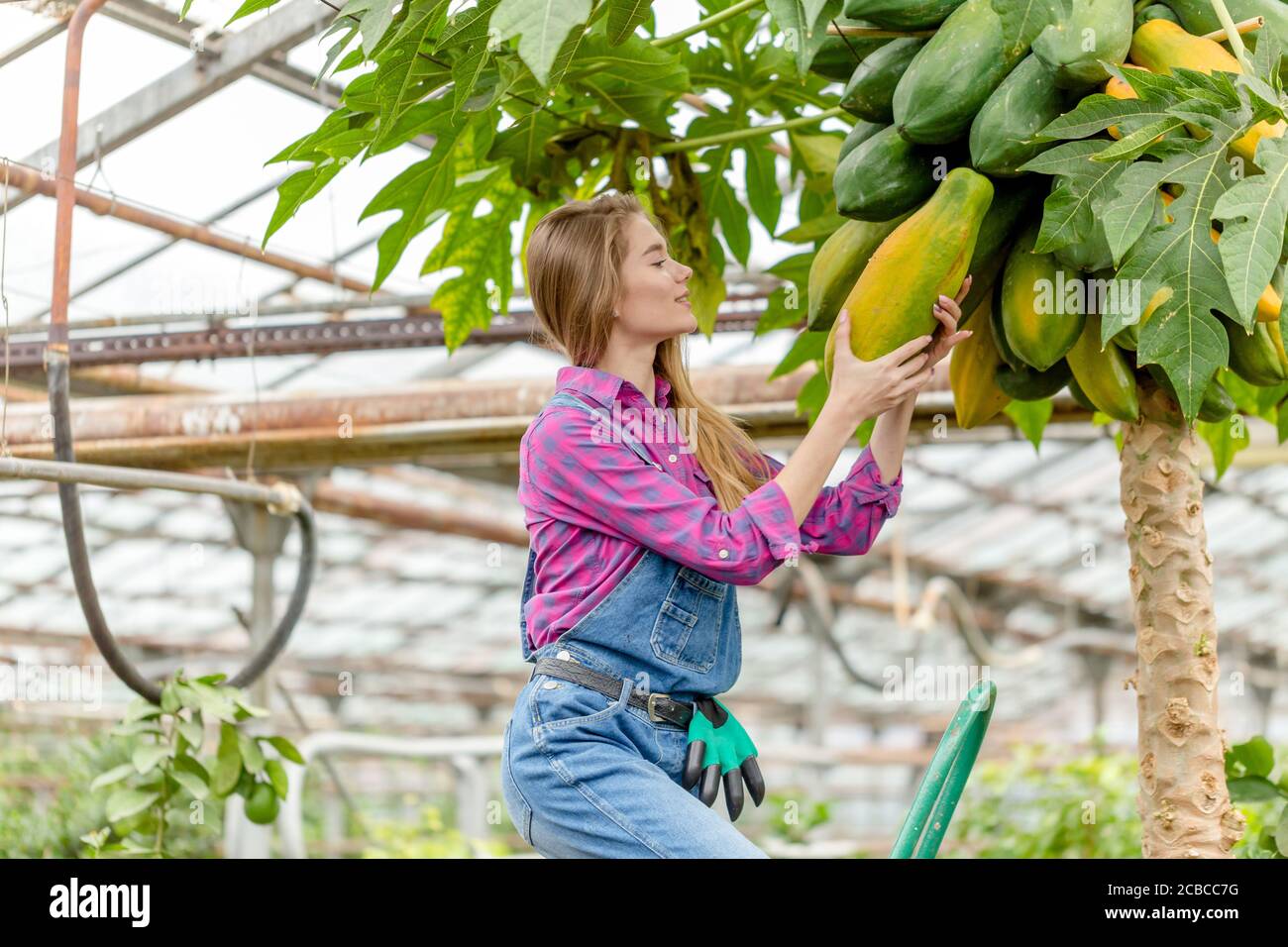 jeune femme magnifique aime papaye arbre, gros plan vue latérale photo.hobby Banque D'Images