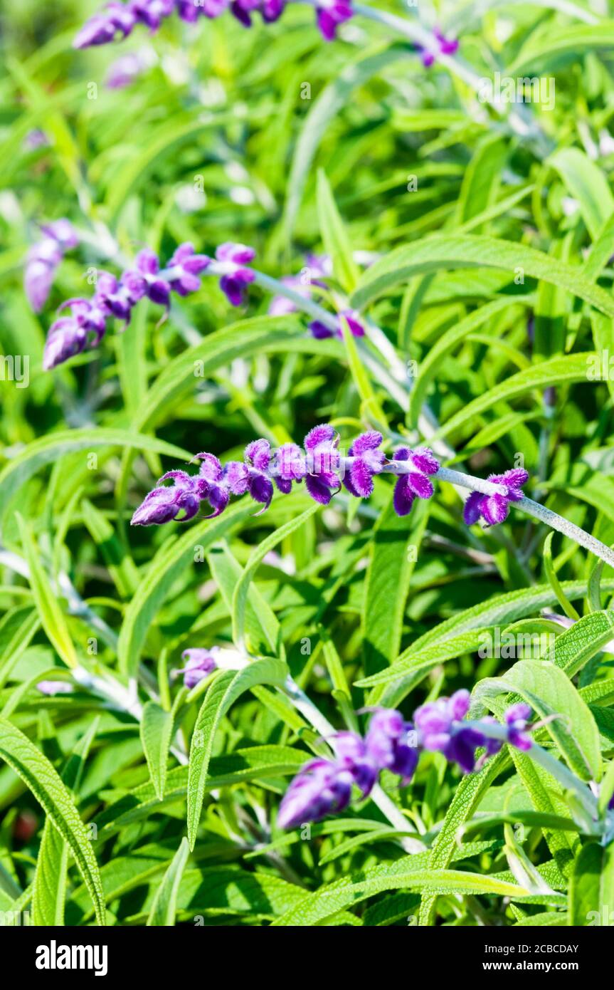 Sauge mexicaine de minuit, Salvia leucantha, 'Midnight'. Banque D'Images