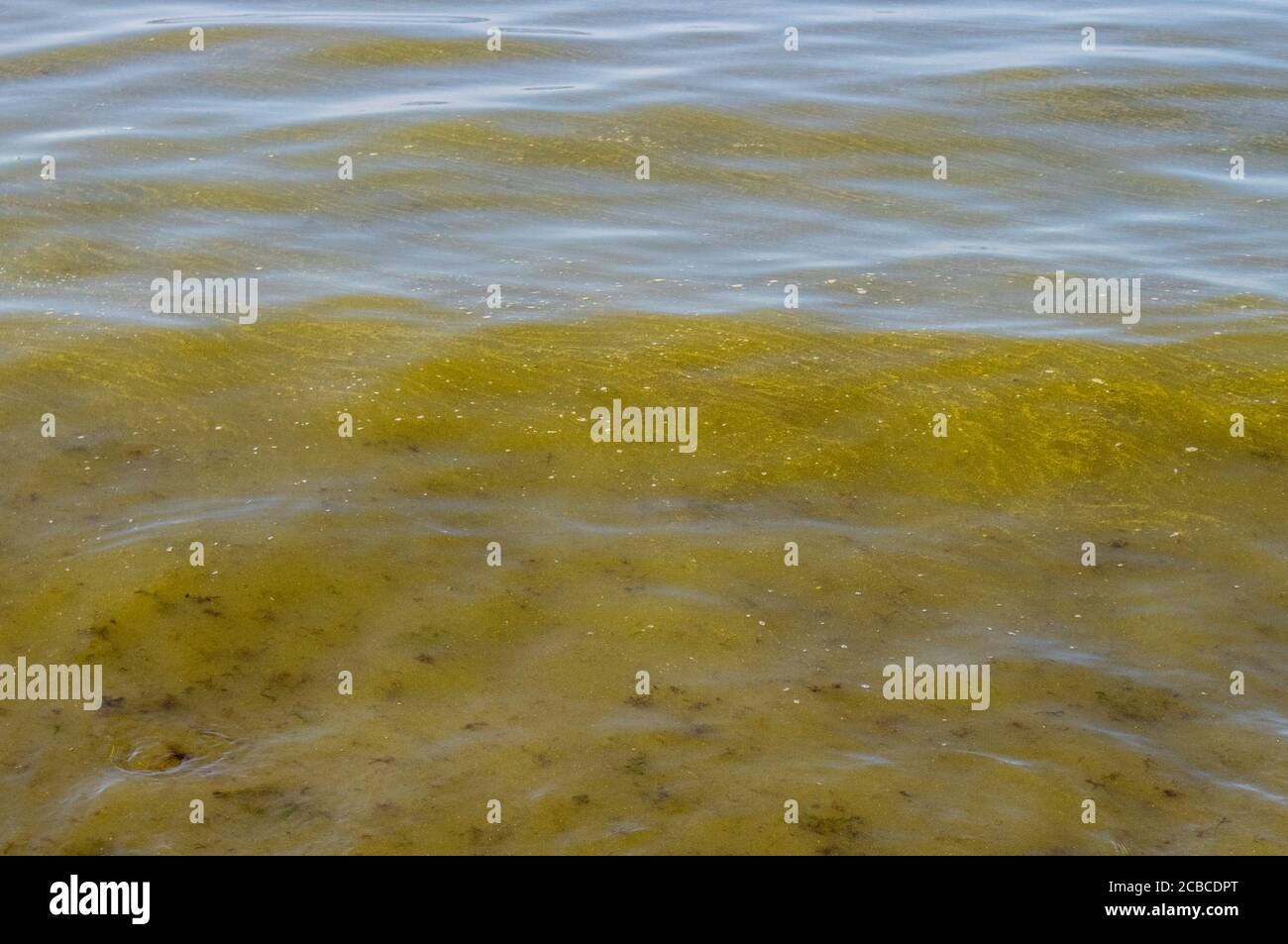 Algues bleu-vert, Cyanobacteria également connu sous le nom de Cyanophyta. Les bactéries florissant plantent du temps en été dans la mer Baltique par la plage. Banque D'Images