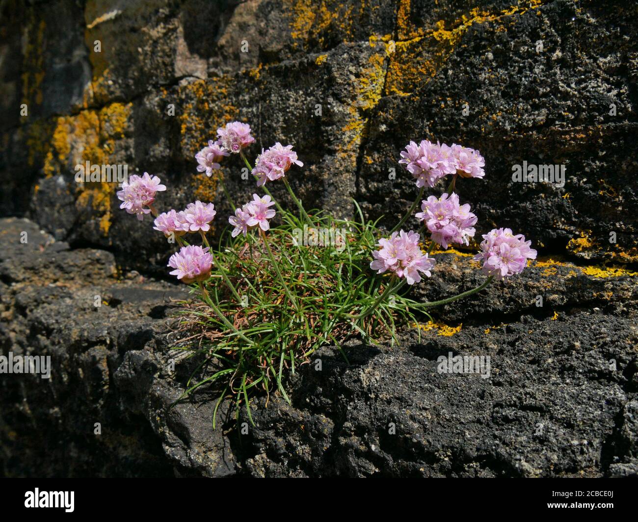 Plante de thrift de mer ( Armeria maritima ) avec des fleurs roses poussant sur les falaises de mer, île de Skye, Écosse, Royaume-Uni. Banque D'Images