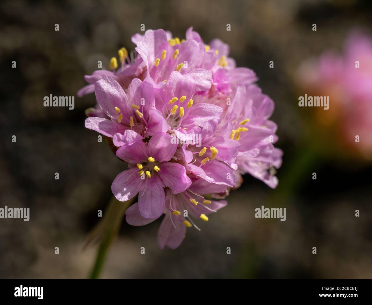 Gros plan d'une seule fleur de thrift de mer ( Armeria maritima ) qui pousse sur les falaises, île de Skye, Écosse, Royaume-Uni. Banque D'Images