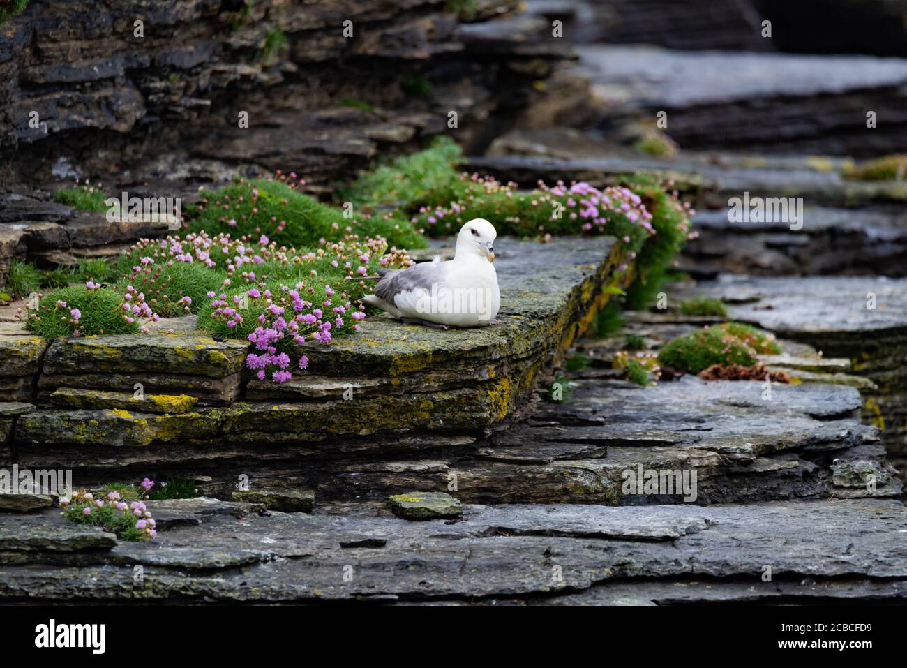 Seagull se détendre dans un jardin de rochers Banque D'Images