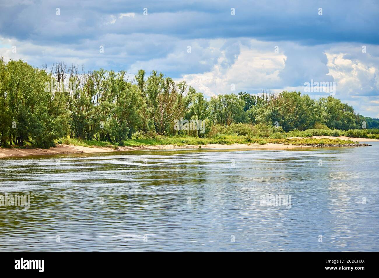 Une forêt de plaines inondables sur les rives de la rivière dans les plaines inondables de la rivière Elbe Banque D'Images