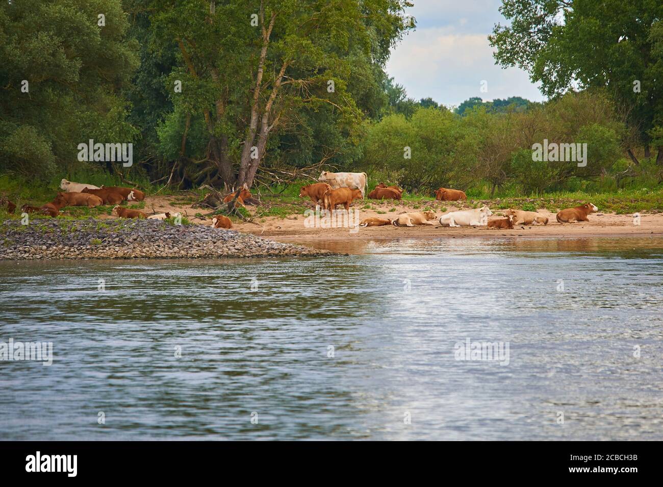 Un troupeau vivant extérieur de bovins sur les rives de l'Elbe, dans le nord de l'Allemagne Banque D'Images