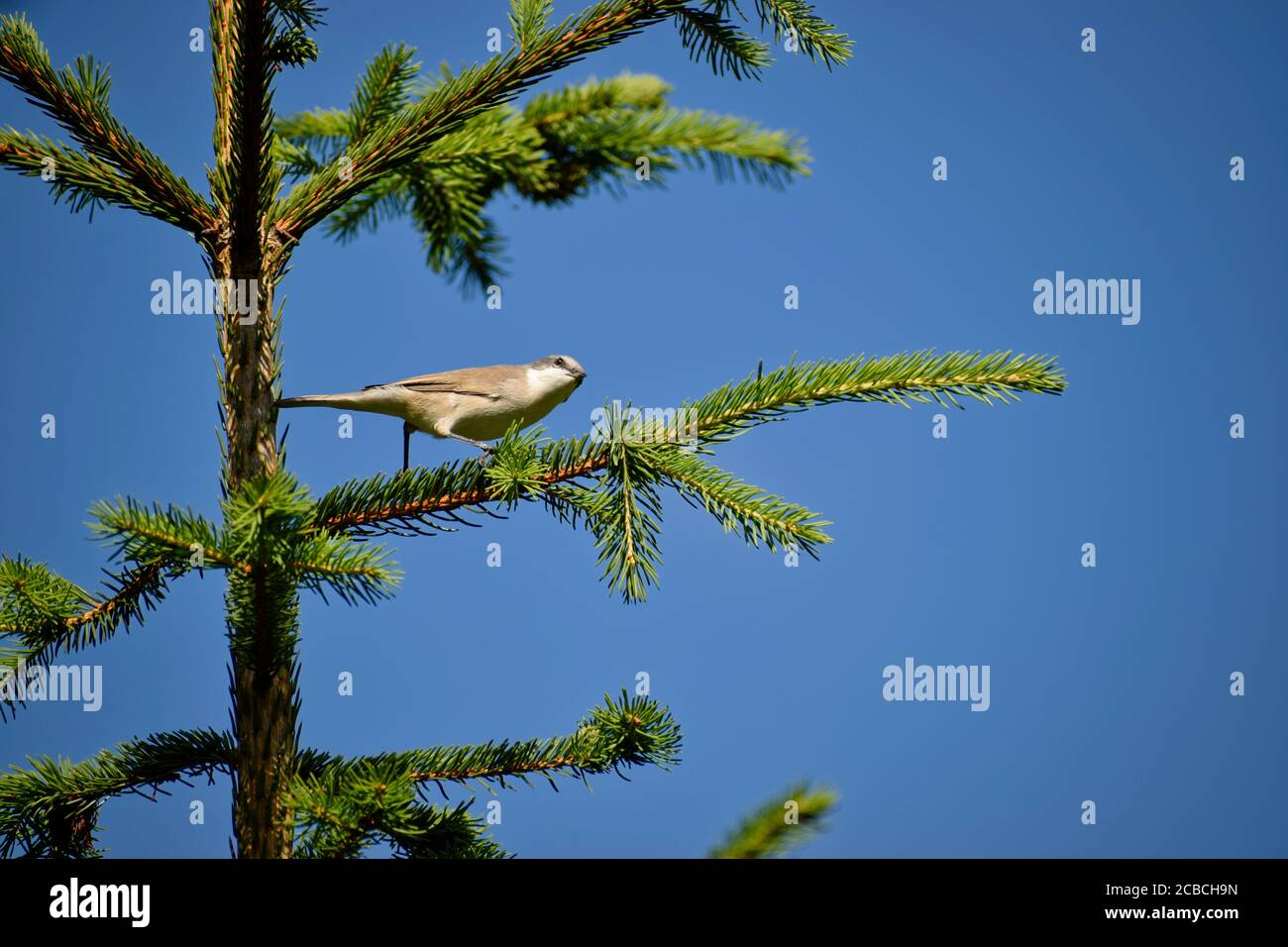 Bel oiseau sur une branche d'arbre Banque D'Images