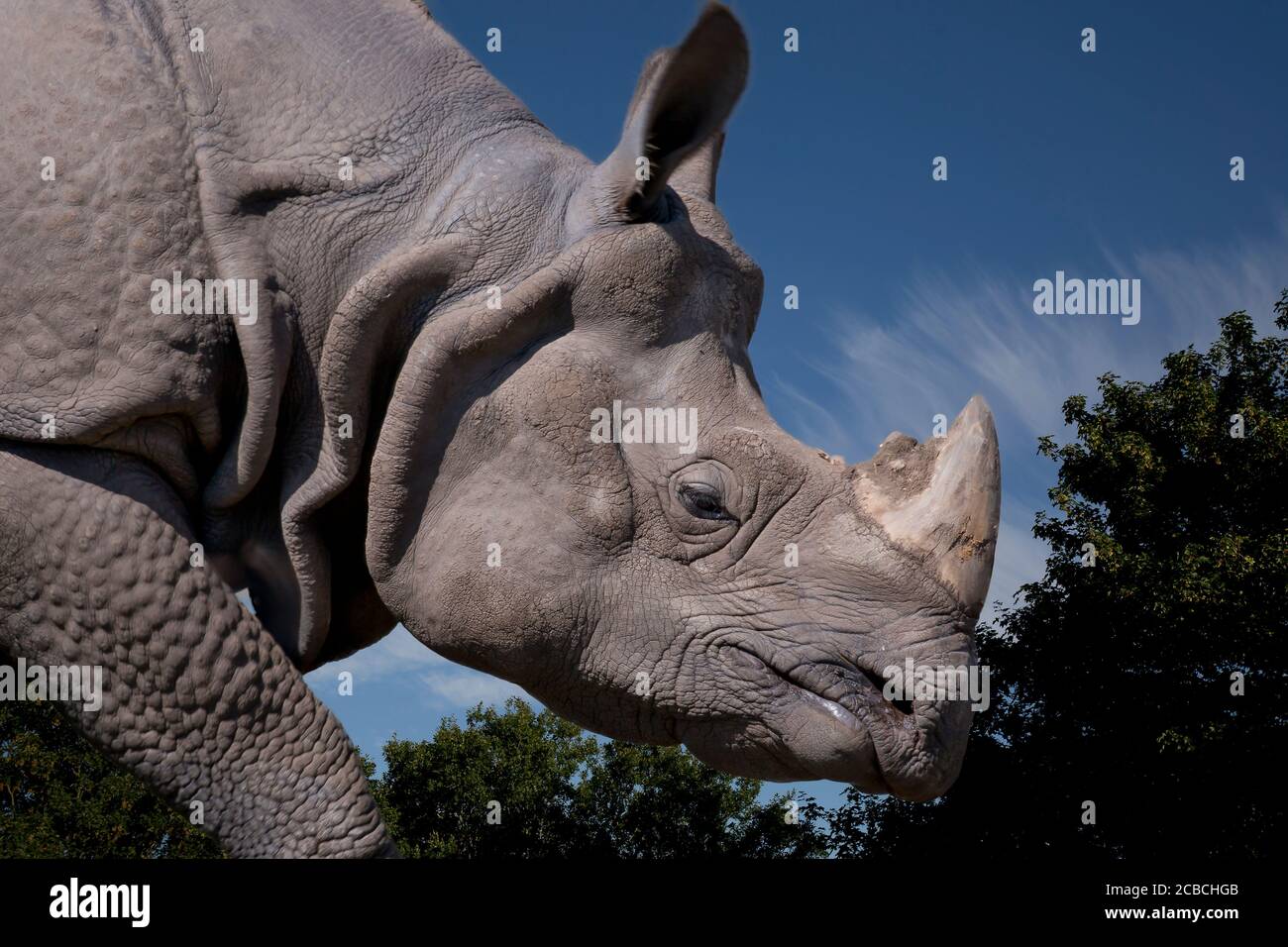 Vue de côté gros plan sur les rhinocéros indiens (Rhinoceros unicornis) également connu sous le nom de rhinocéros à une cornes, isolé à l'extérieur dans le parc animalier du Royaume-Uni. Banque D'Images