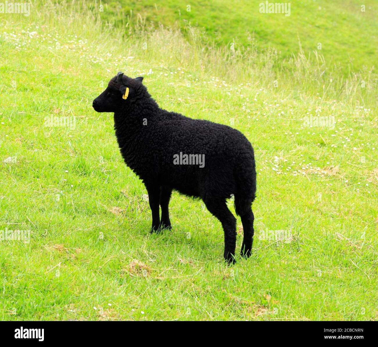 Black Moorland Sheep, Hutton le Hole, North Yorkshire Moors, Angleterre, Royaume-Uni Banque D'Images