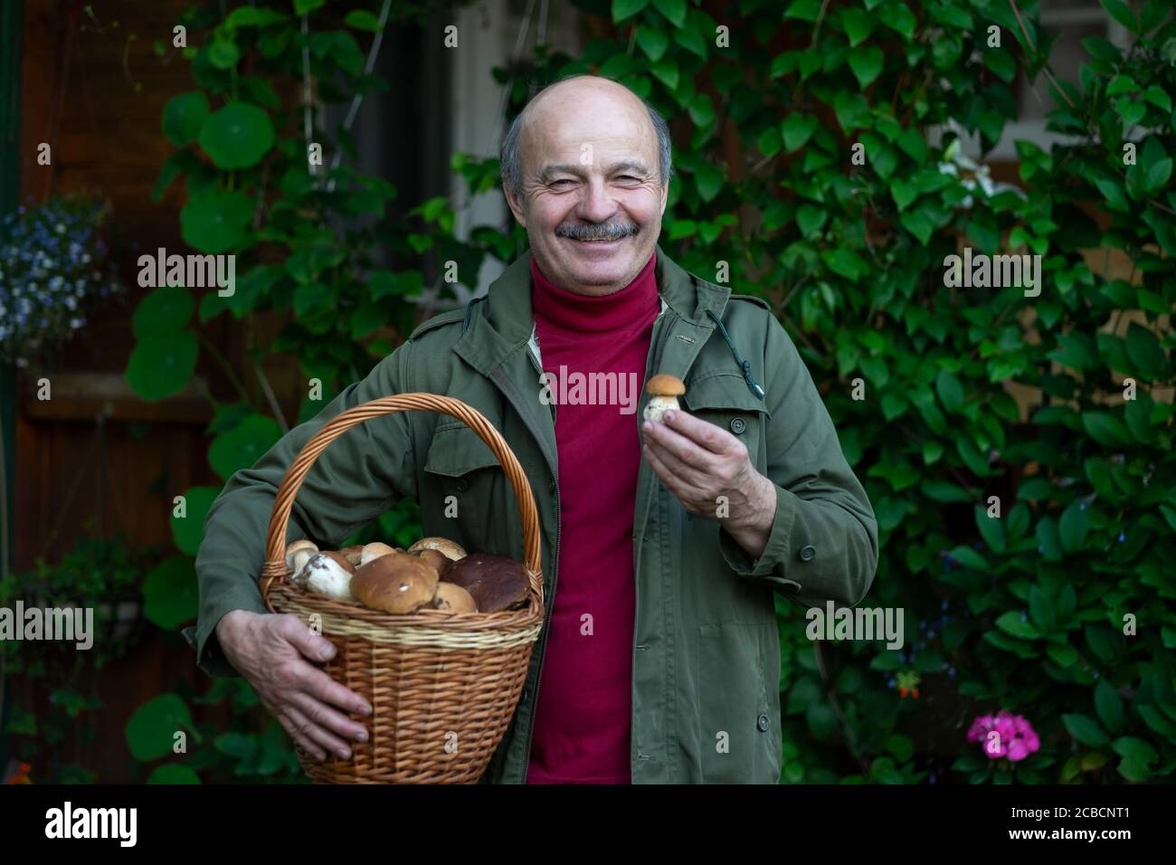 Le vieil homme rassemble des champignons montrant un cep dans le panier. Banque D'Images