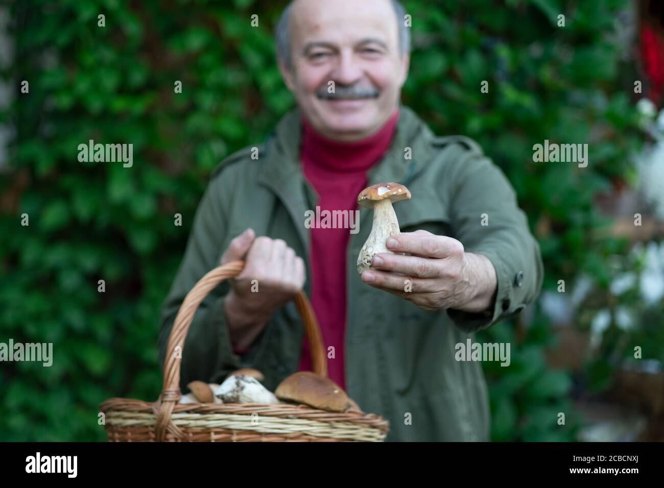 Le vieil homme rassemble des champignons montrant un cep dans le panier. Banque D'Images
