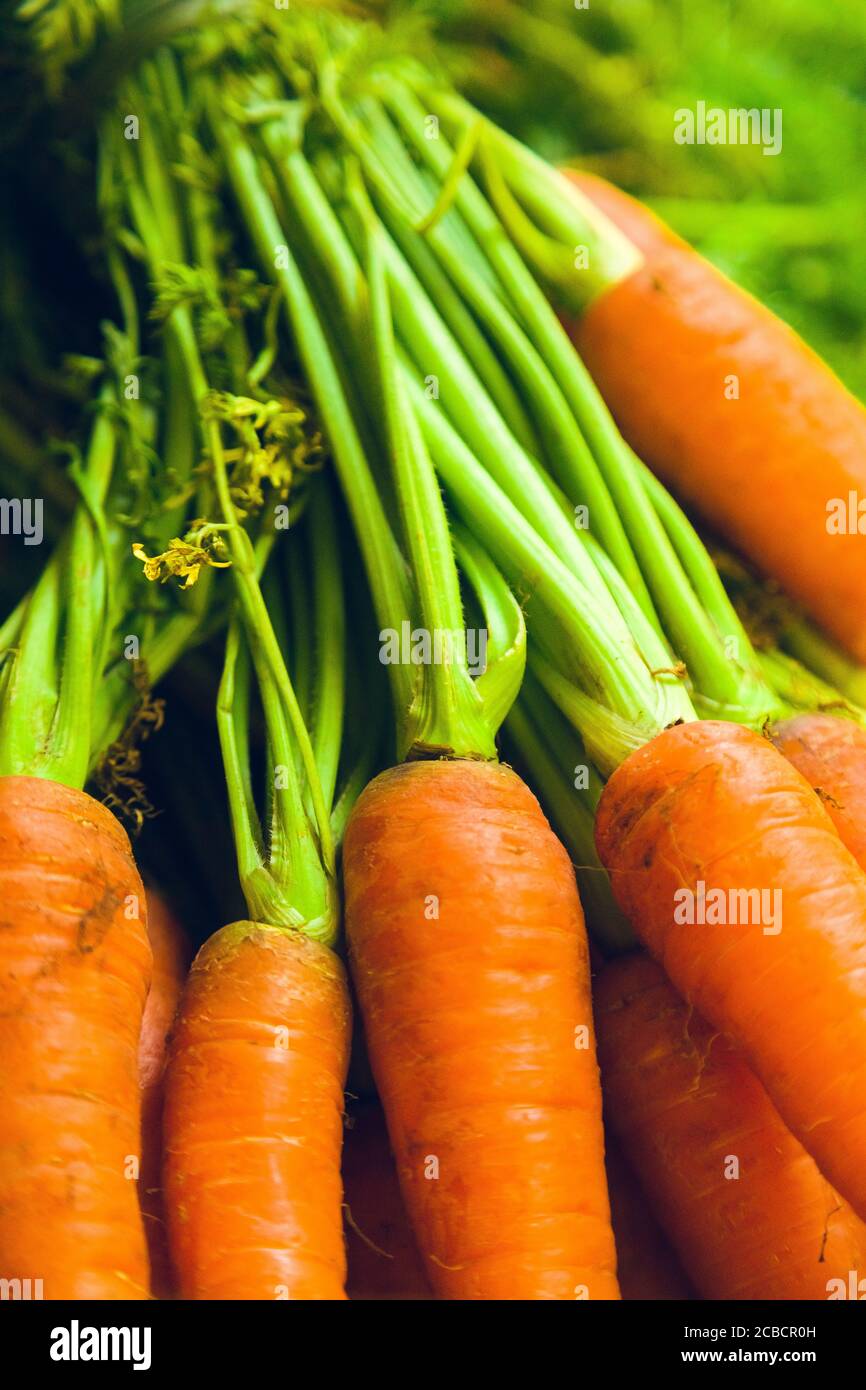 Gros plan incliné des feuilles de carottes d'un tas de carottes fraîches à la lumière du soleil. Banque D'Images