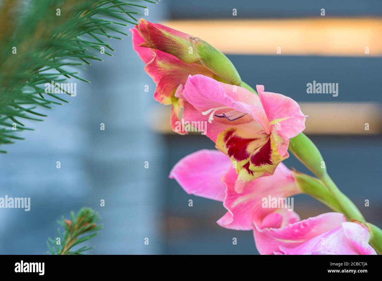 Gros plan de fleur de gladiolus violet dans le jardin Banque D'Images