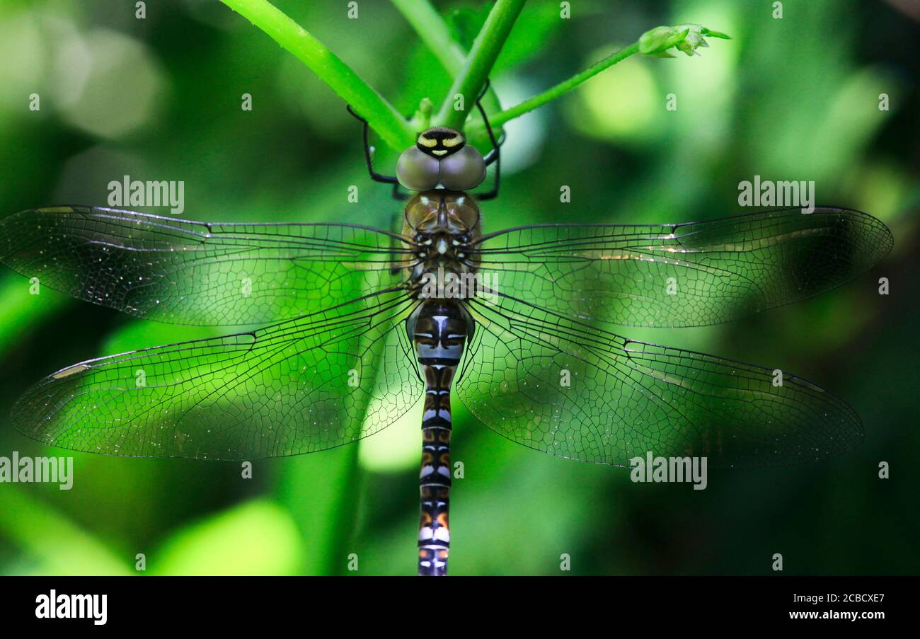 Common Hawker Dragonfly, Aeshna juncea Royaume-Uni Banque D'Images