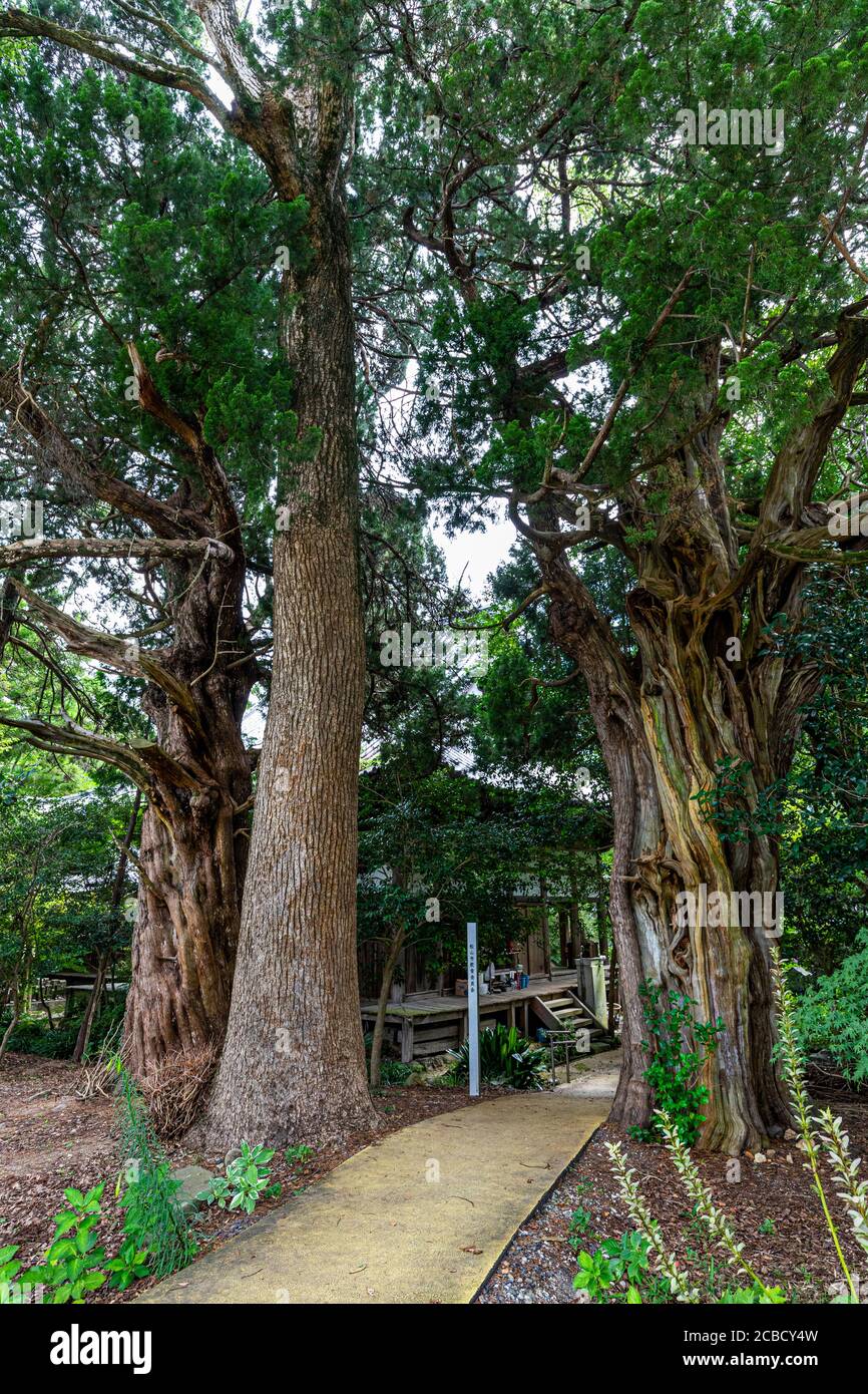 Joruriji est le temple n° 46 sur le pèlerinage de Shikoku. Il se trouve parmi les champs sur une pente douce dans le sud de Matsuyama. Le bâtiment du temple est larg Banque D'Images