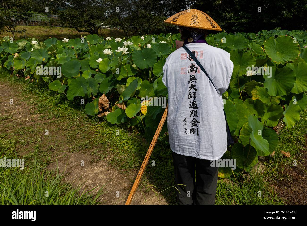 Bassin de Lotus à Joruriji - temple n° 46 sur le pèlerinage de Shikoku. Il se trouve parmi les champs sur une pente douce dans le sud de Matsuyama. Le temple bui Banque D'Images