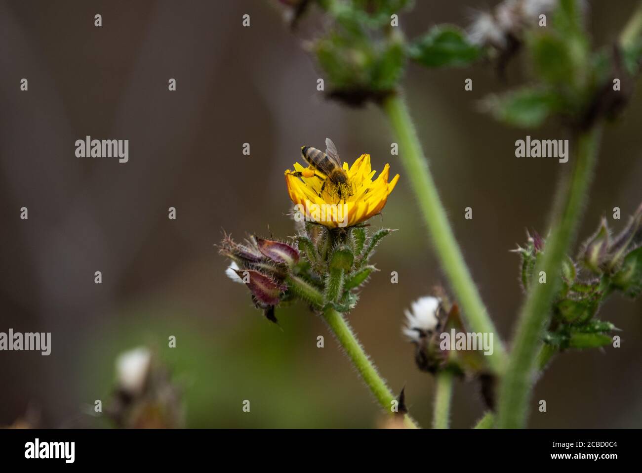 Une abeille occidentale pollinise une fleur sauvage Banque D'Images