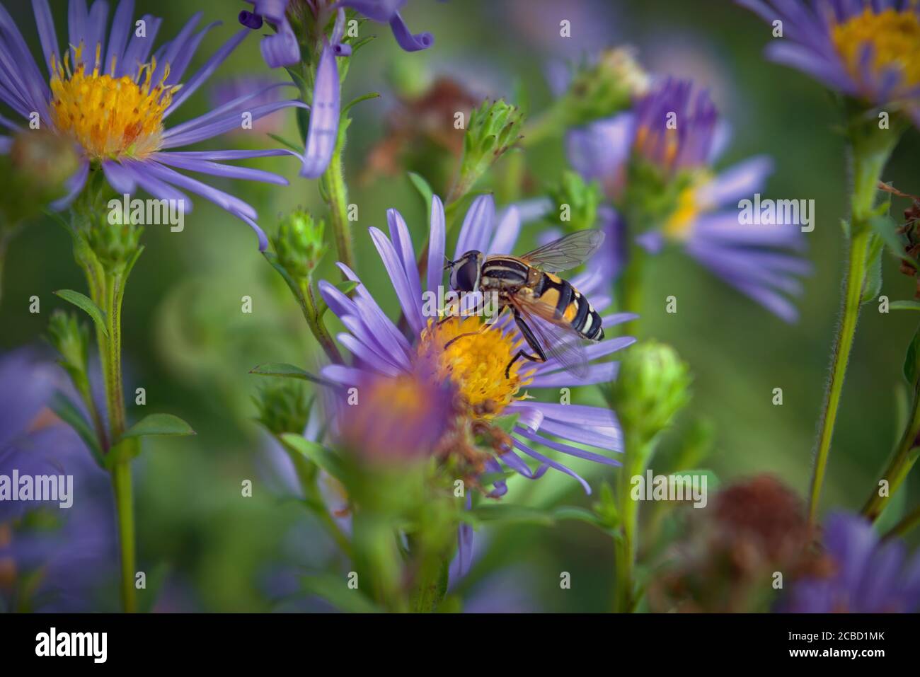 Les mouches à bosse, également appelées mouches à fleurs ou syrphides, constituent la famille des insectes Syrphidés. Banque D'Images