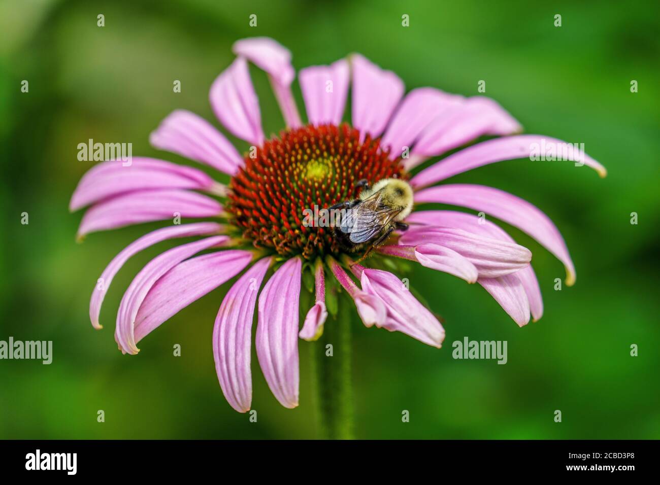 Une abeille rassemble le pollen des fleurs du cône violet dans un jardin de fleurs sauvages de Grandfather Mountain, en Caroline du Nord. Banque D'Images