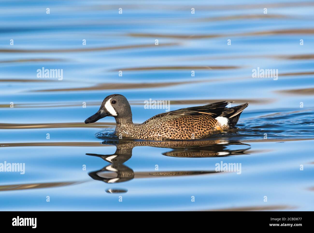 Un gros plan d'un canard sarcelle à ailes bleues nageant dans les eaux bleues. Banque D'Images