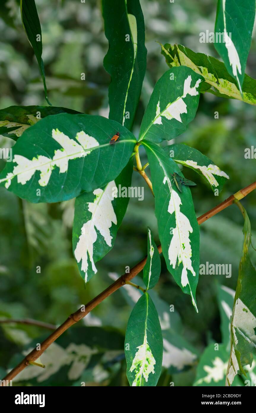 Tropical Graptophyllum pictum, plante de caricature, feuilles vert foncé, parées de crème le long des veines médianes centrales deux insectes: Un rouge orange et le Banque D'Images