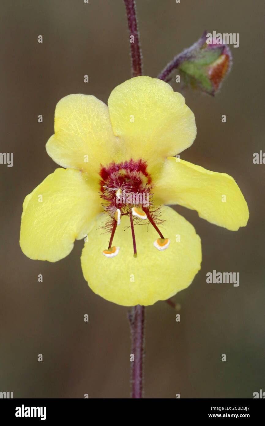 Verbascum blattaria, Moth Mullein. Plante sauvage photographiée à l'automne. Banque D'Images