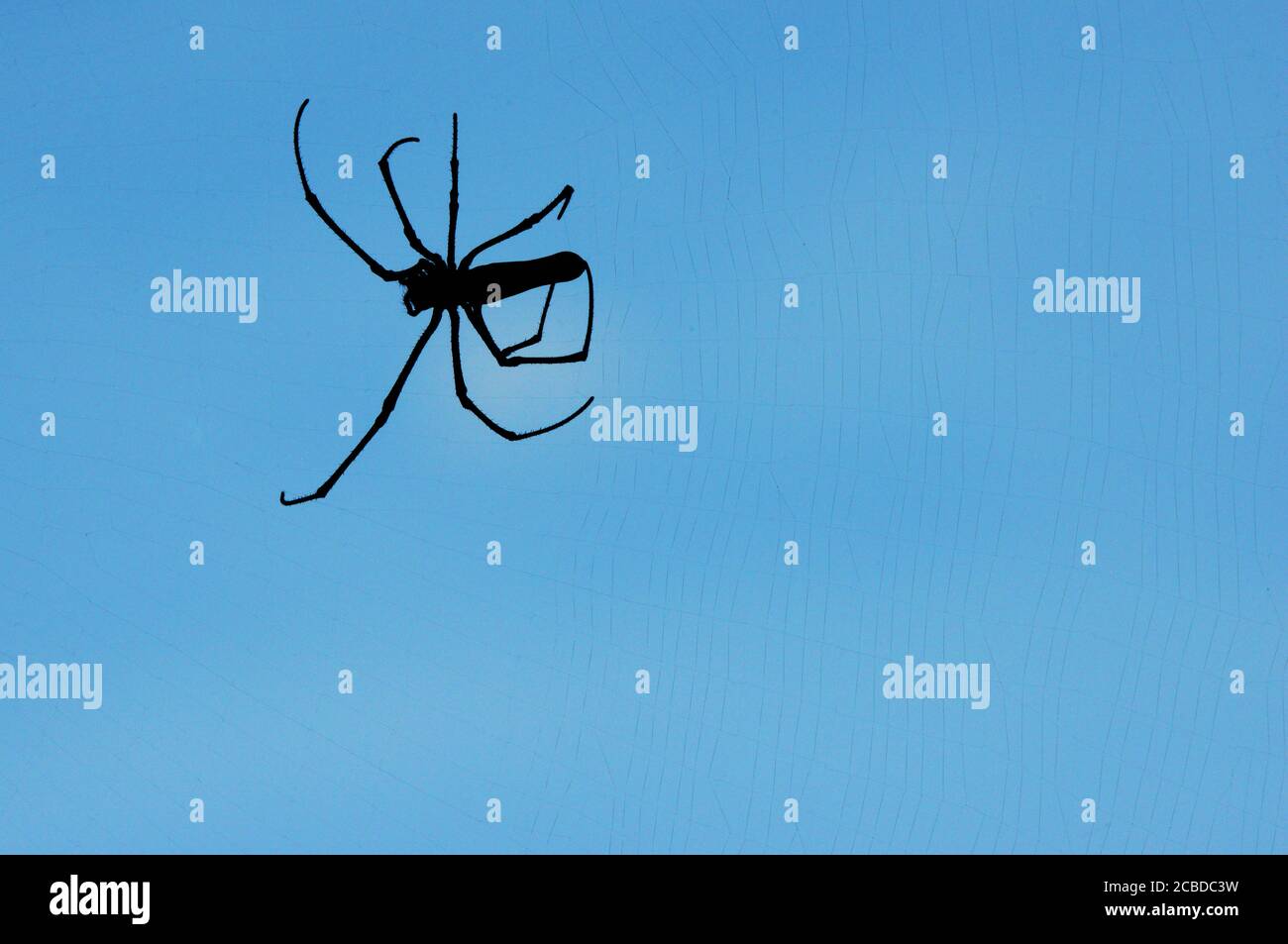 Orbe doré du Nord Weaver tournant son Web dans la forêt de l'île Lamma à Hong Kong. Banque D'Images