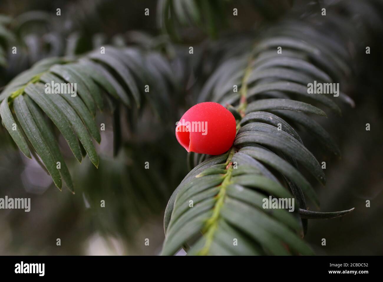 Taxus baccata, juif commun. Plante sauvage photographiée à l'automne. Banque D'Images