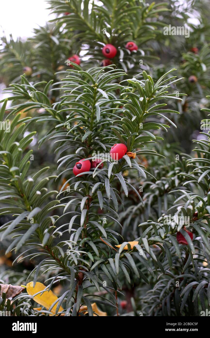 Taxus baccata, juif commun. Plante sauvage photographiée à l'automne. Banque D'Images