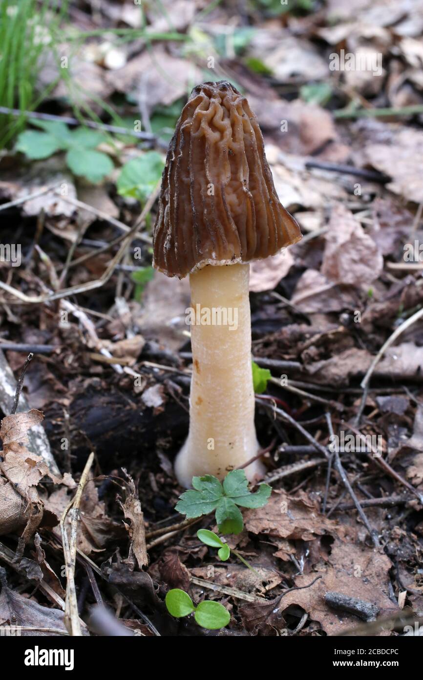 Verpa bohemica - champignon sauvage tourné en été. Banque D'Images