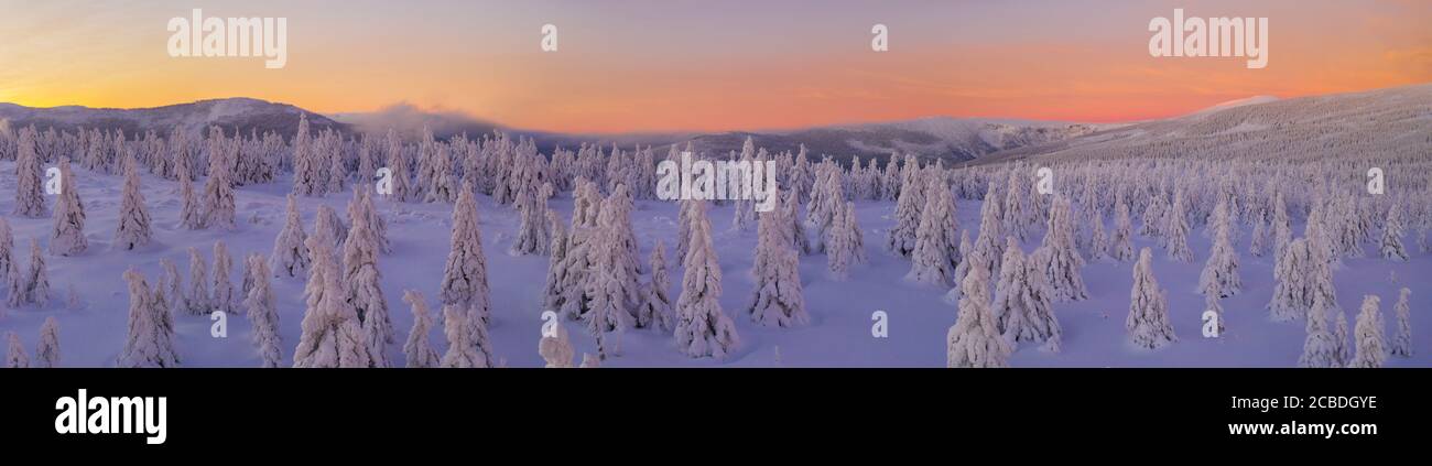 Vue aérienne du paysage d'hiver idyllique panoramique avec des épinettes et un pré enneigé. Image haute résolution Banque D'Images
