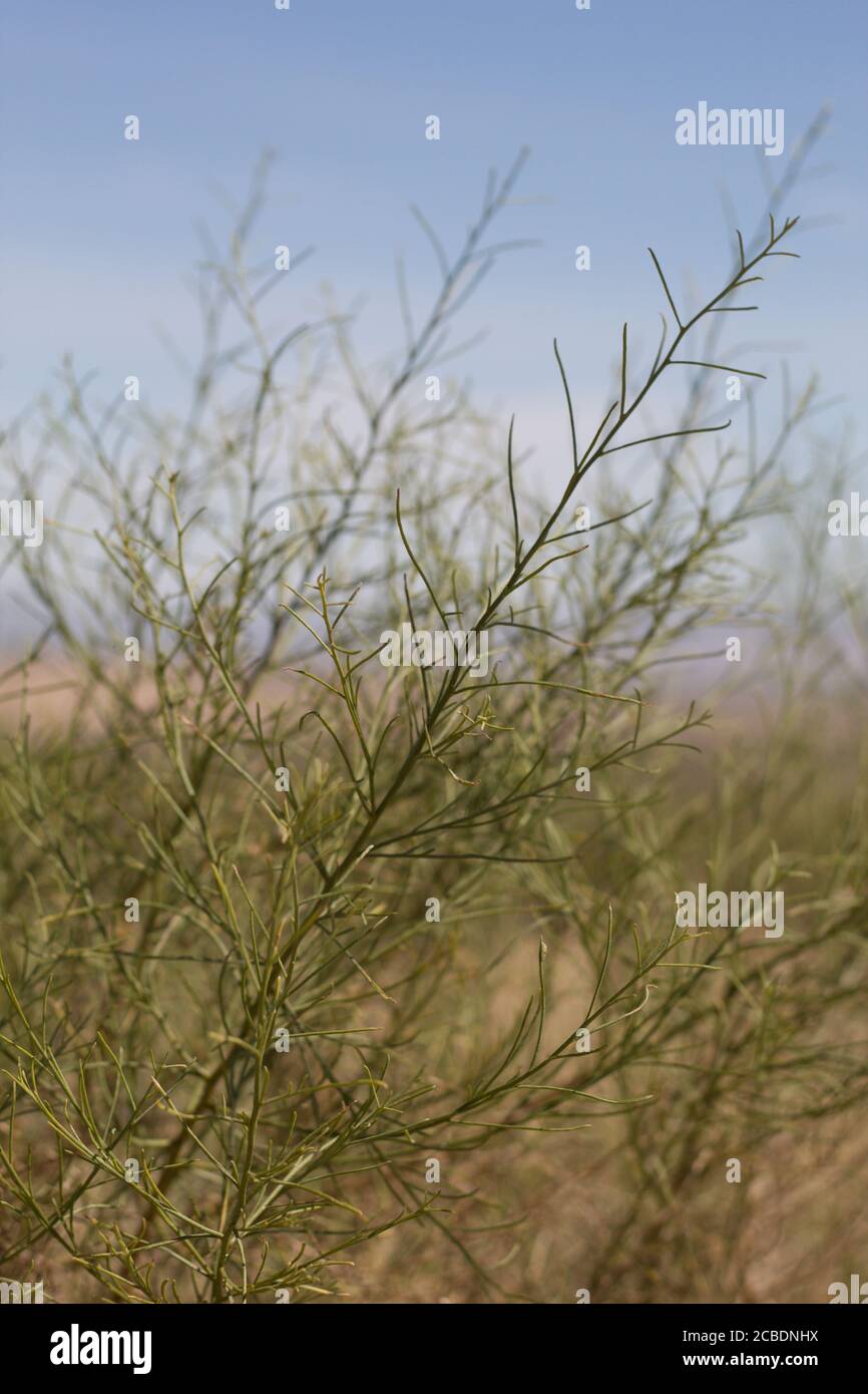 Aiguille comme feuillage linéaire de Cheesebush, Ambrosia Salsola, Asteraceae, vivace indigène près de Twentynine Palms, désert de Mojave du Sud, Springtime. Banque D'Images