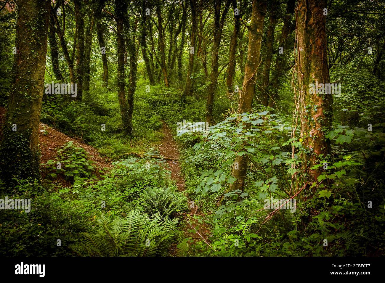 Metha Woods dans la vallée de Lappa, près de St Newlyn East, à Cornwall. Banque D'Images