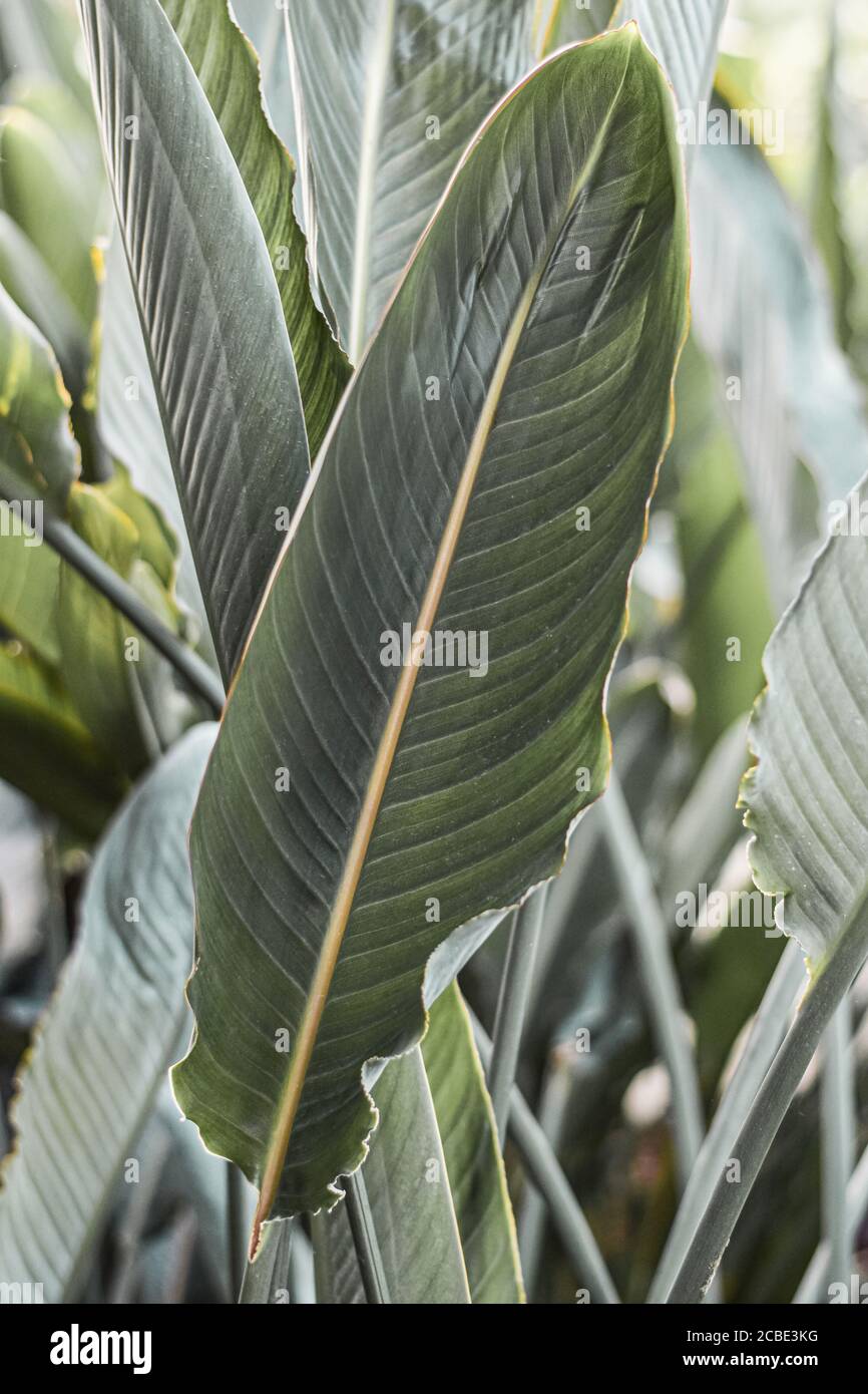 Feuilles de plantes tropicales strelitzia, oiseau de paradis, Strelitzia reginae Banks ex Aiton, composition botanique verticale Banque D'Images